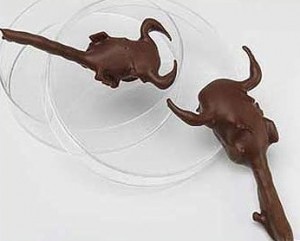 chocolate-covered-scorpians2